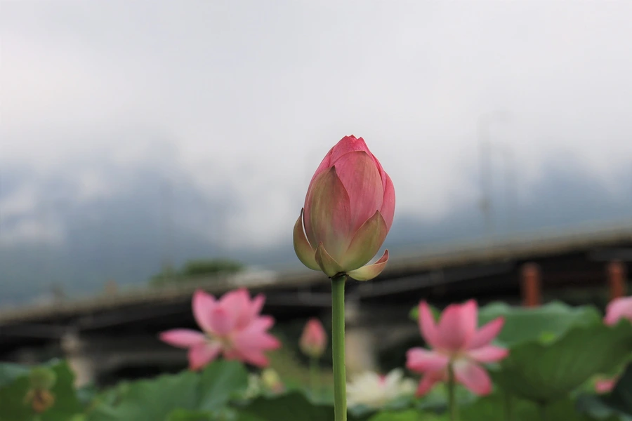 SE-ea3b3af6-a126-40dd-bb08-db9eab4d69de.jpg?type=w1