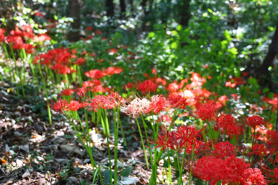 SE-cb322794-e2cc-4b92-94ec-9cb1729be26a.jpg?type=w1