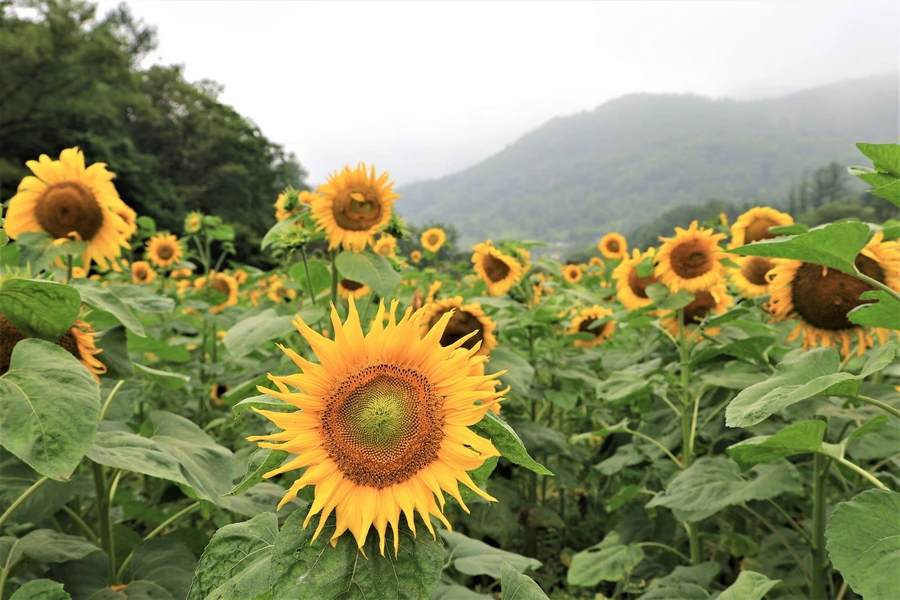 SE-ff05b367-144e-4e42-9e22-11a5782fb3d0.jpg?type=w1