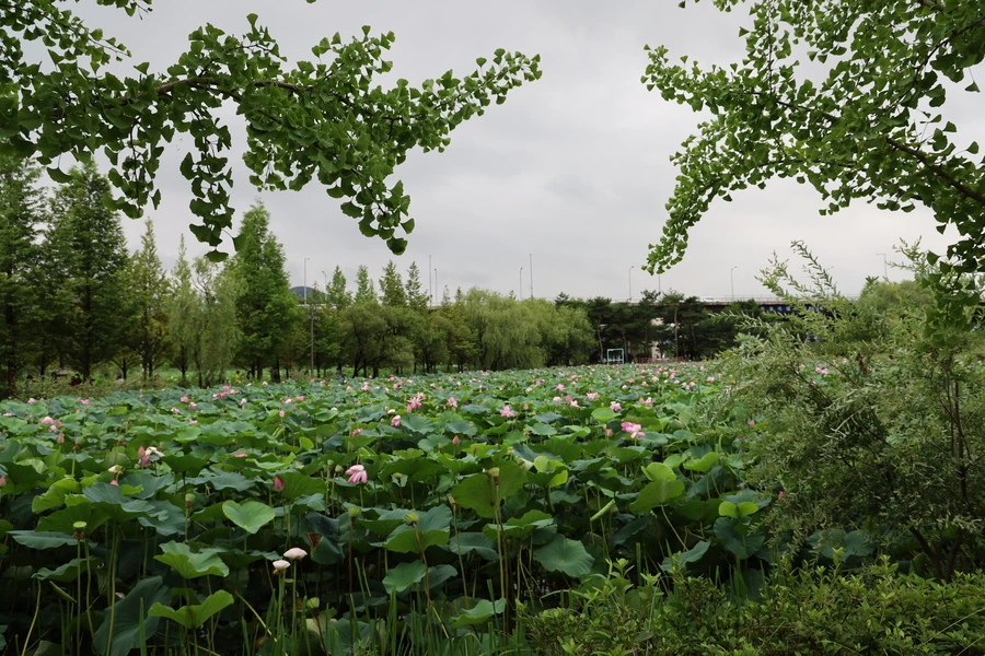 SE-4c143923-38b5-4115-bb18-a21ab42bd65a.jpg?type=w1