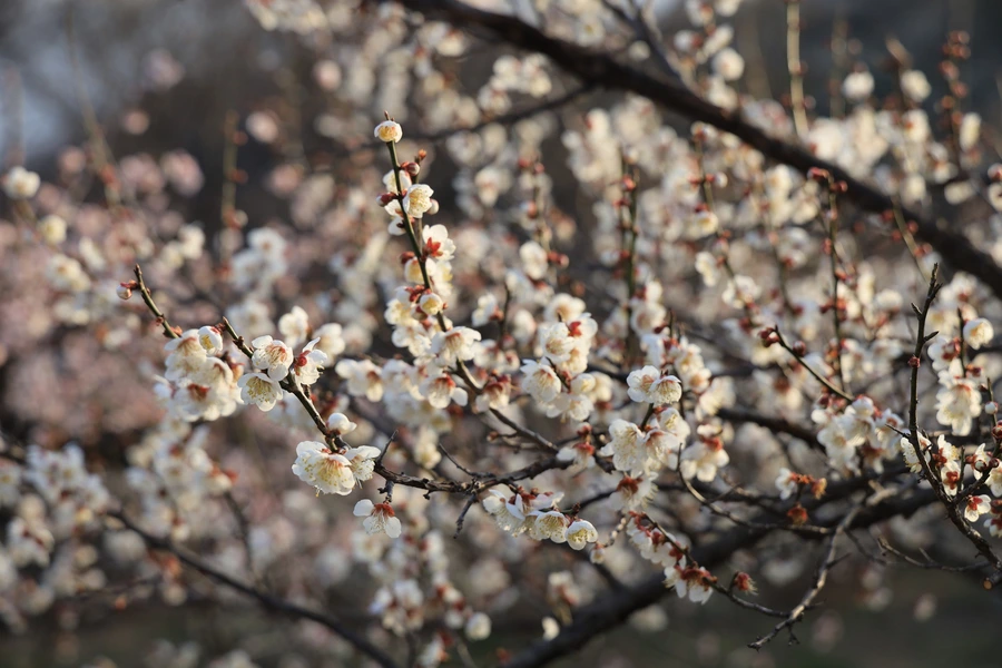 SE-7df7c534-d645-4888-bf8a-f9a64ff26162.jpg?type=w1