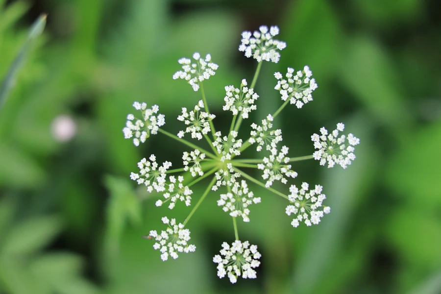 SE-f80dc744-bf8e-4bab-8ef1-eab9beac97ae.jpg?type=w1