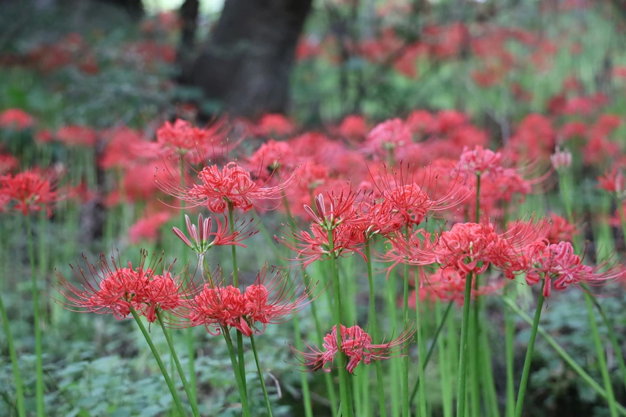 SE-42133905-e8ef-459a-850c-3ca561c2baca.jpg?type=w1