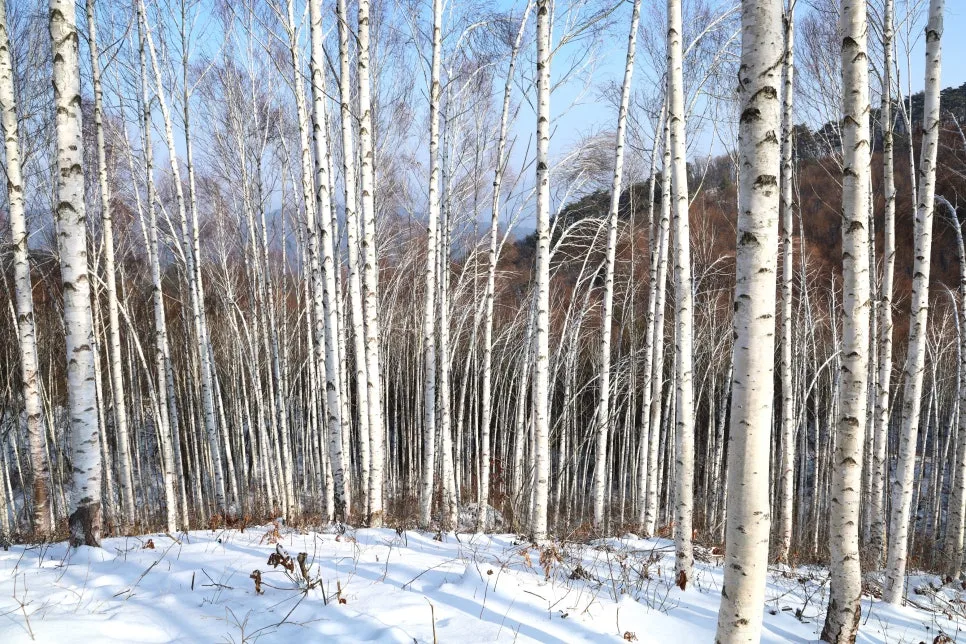 12%EC%9B%9426%EC%9D%BC_(35).JPG?type=w966