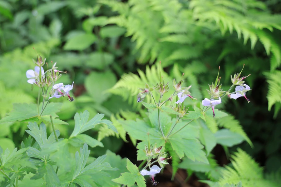 SE-975aac53-16c5-4482-8130-66dbe3c29cca.jpg?type=w1