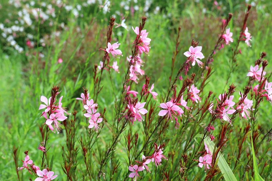 SE-39176c20-42dc-4be4-ace2-ee1647cf1fac.jpg?type=w1