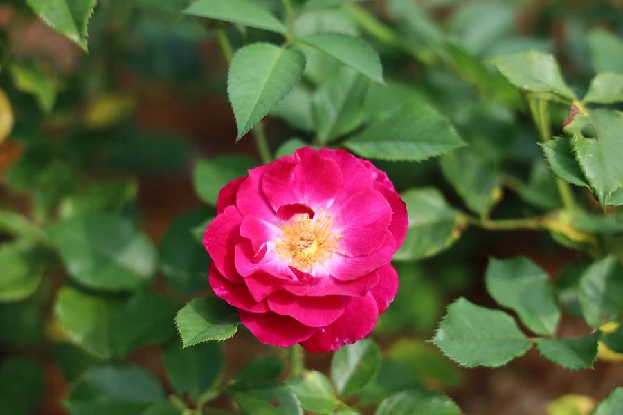 SE-78b37e52-207c-4b79-92ba-871864370bd2.jpg?type=w1