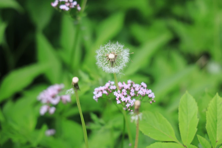 SE-fe0bcae8-310b-4016-84af-35b8c554fbe7.jpg?type=w1