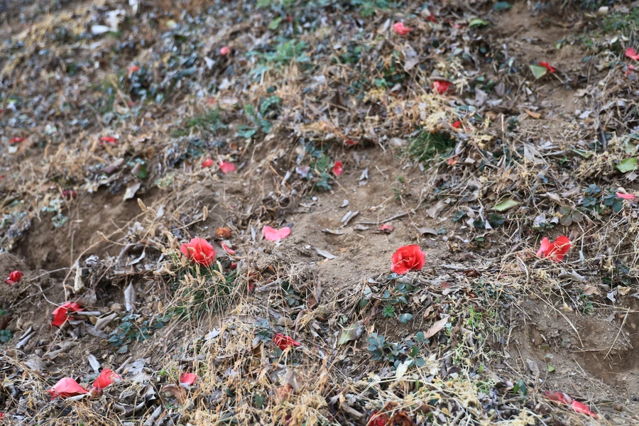 SE-721117b8-f664-4054-84c6-e606410a0b54.jpg?type=w1