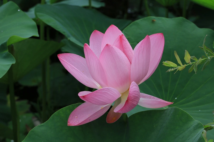 SE-41c683d9-f7ce-4c0e-a466-ed940d2c64e1.jpg?type=w1