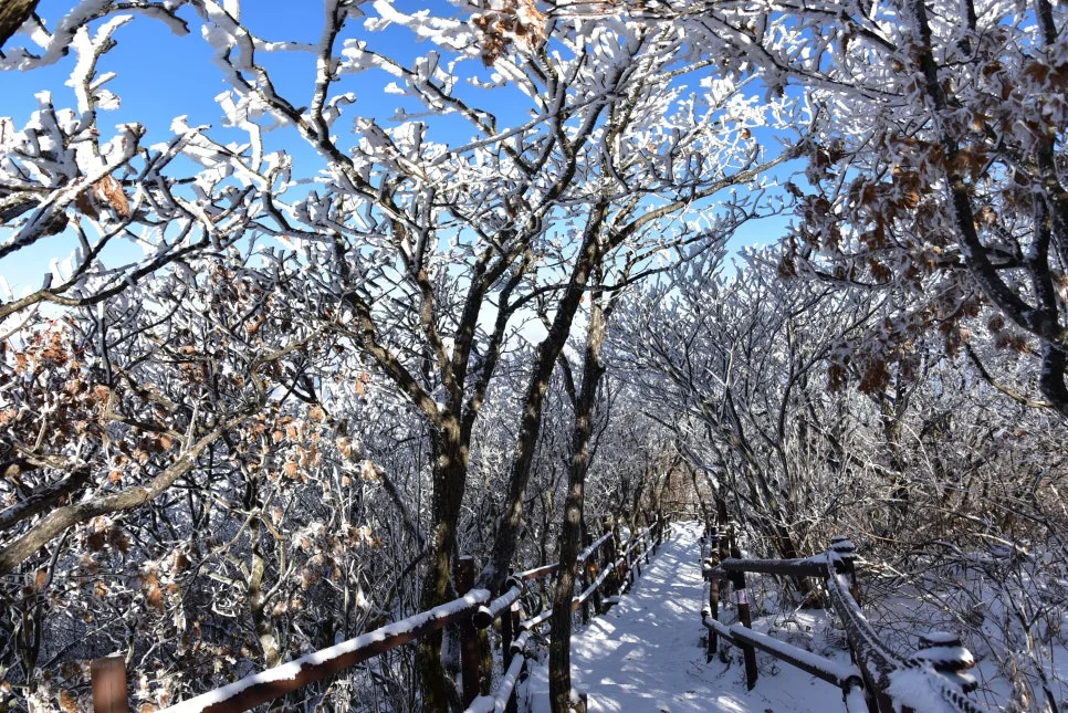 11%EC%9B%9426%EC%9D%BC_(83).JPG?type=w966