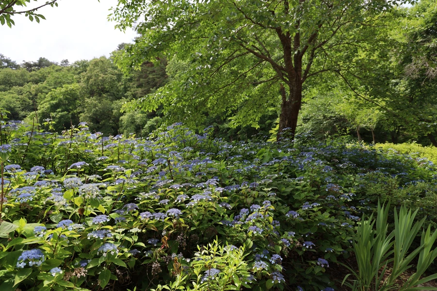 SE-04ca95e5-a313-4216-9fca-d8a9404e7476.jpg?type=w1