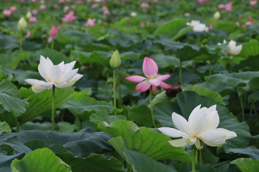 SE-29a26dc4-b389-4adf-b834-5df82dccc4da.jpg?type=w1