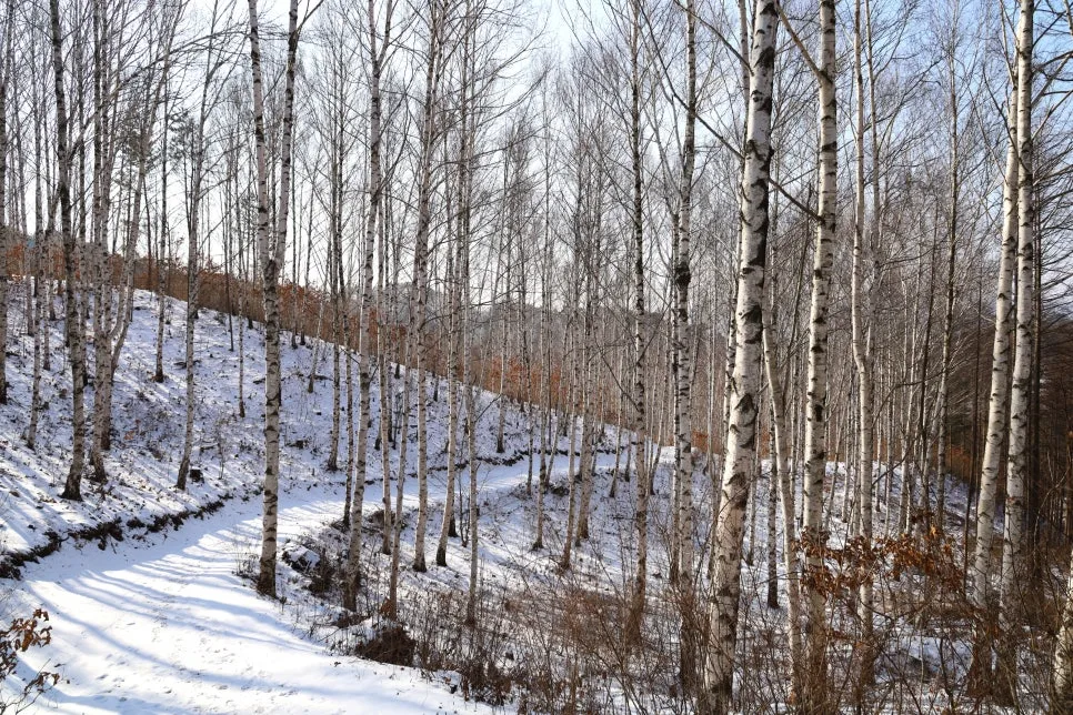 12%EC%9B%9426%EC%9D%BC_(90).JPG?type=w966