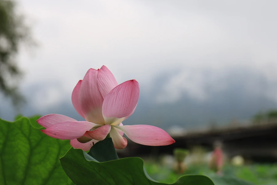 SE-f20e4104-50bf-4239-93f2-5c147cbf8b08.jpg?type=w1