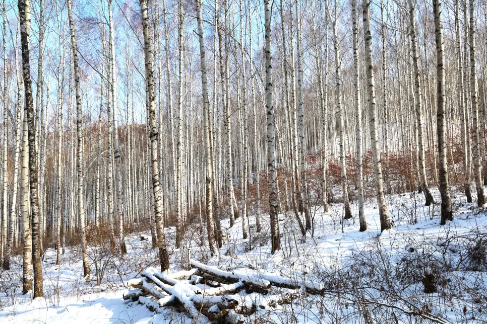 12%EC%9B%9426%EC%9D%BC_(54).JPG?type=w966