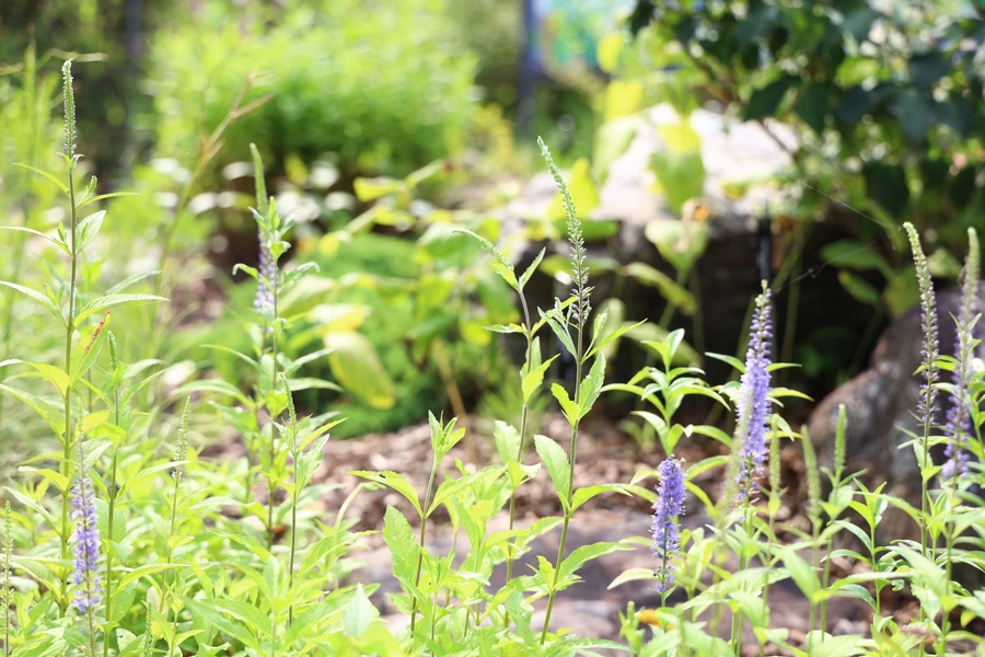 SE-5054eb95-c77c-4104-9879-0b276b354e9c.jpg?type=w1