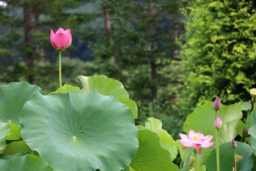 SE-5aa01066-694f-4f5b-b3fb-a101e3471951.jpg?type=w1