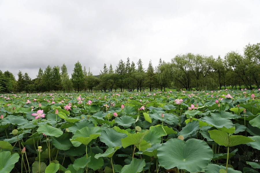 SE-2a07cc41-6843-43fc-a0b7-3be94aa7dceb.jpg?type=w1