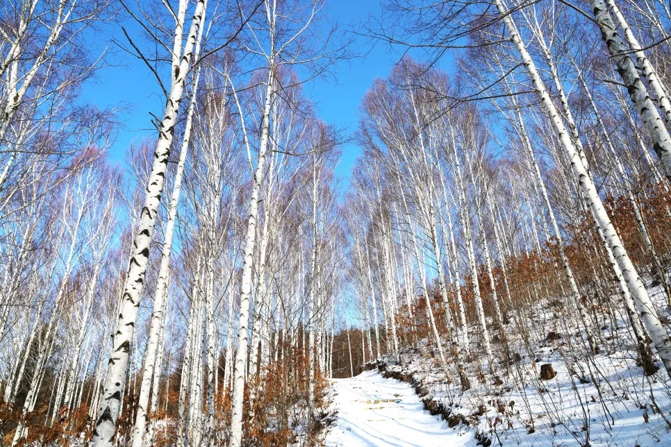 12%EC%9B%9426%EC%9D%BC_(82).JPG?type=w966