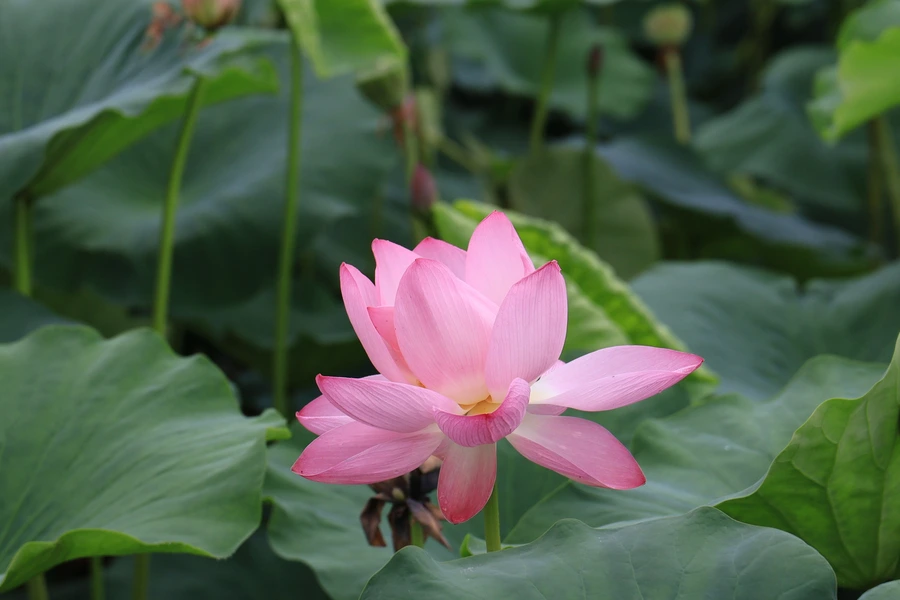 SE-7058dd3c-8b02-4f42-9a12-a72c78463207.jpg?type=w1