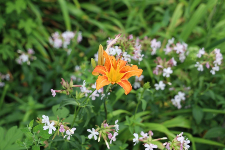 SE-59005f7e-17b3-4955-9ae7-150897890532.jpg?type=w1