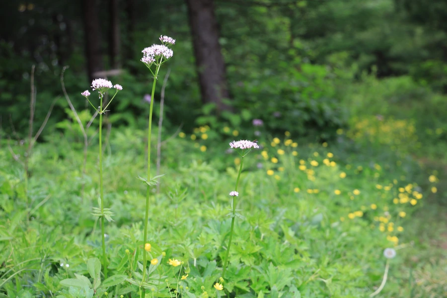 SE-2f97e901-b4ac-4296-a89f-2c36bd410e17.jpg?type=w1