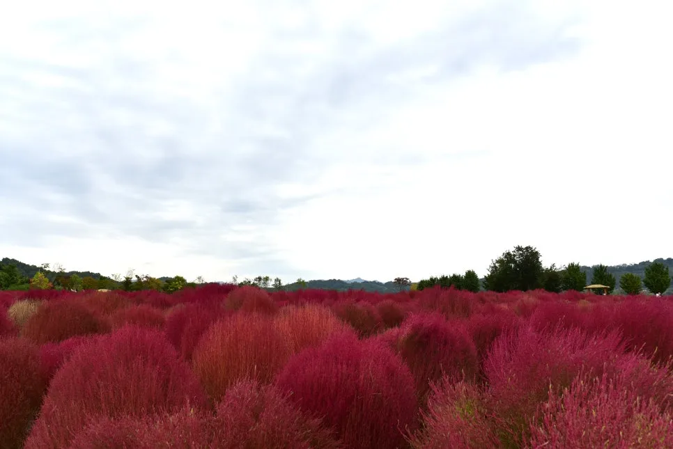 10%EC%9B%9414%EC%9D%BC_(76).JPG?type=w966