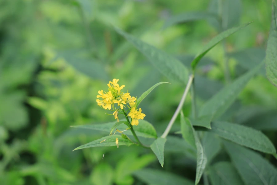 SE-9fde8c54-8ac4-4802-93a7-3cd1d450e72f.jpg?type=w1