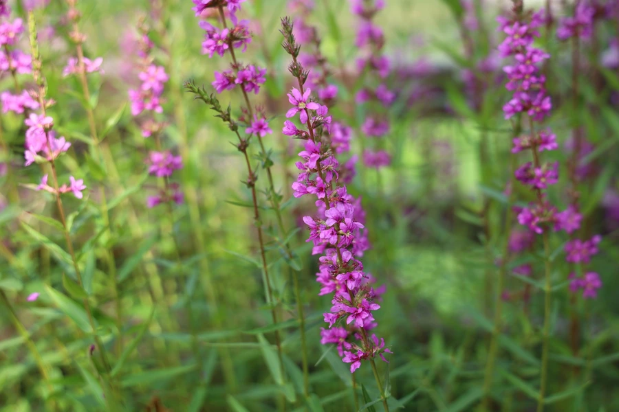 SE-d0a5130a-0bd9-49ec-9eec-ee22bcf61498.jpg?type=w1