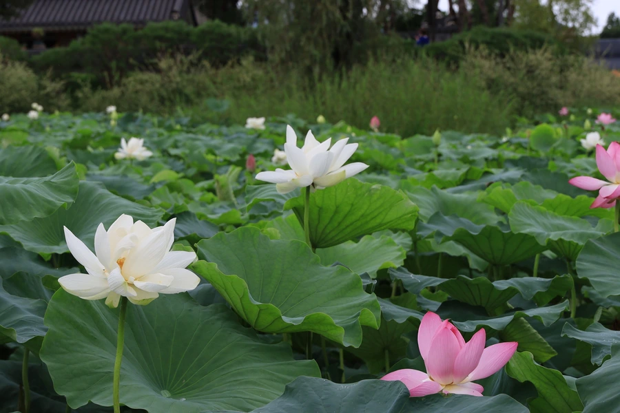 SE-ffbd516e-61df-421f-bdb0-a19e064bec89.jpg?type=w1