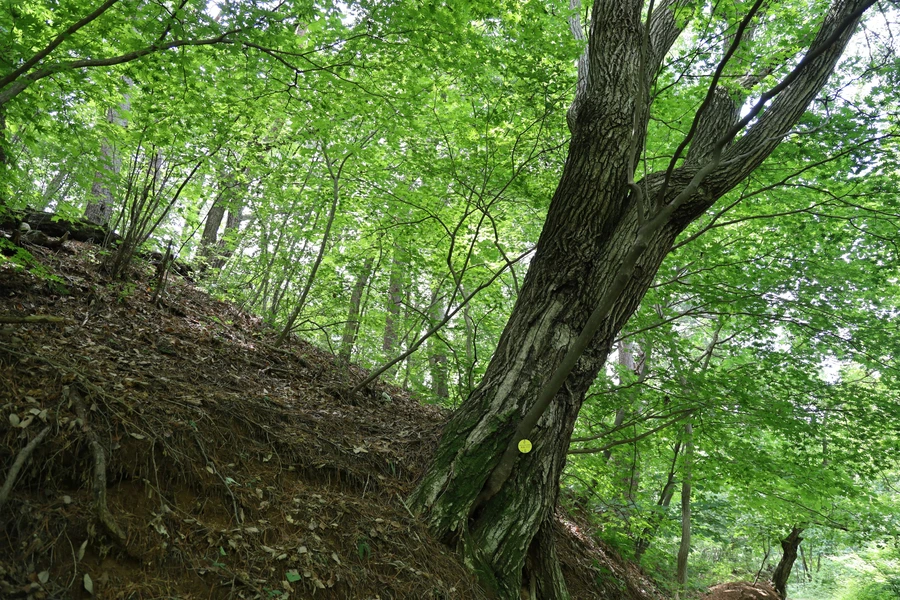 SE-ead281b6-f034-49b8-bc4b-77dd44e80463.jpg?type=w1