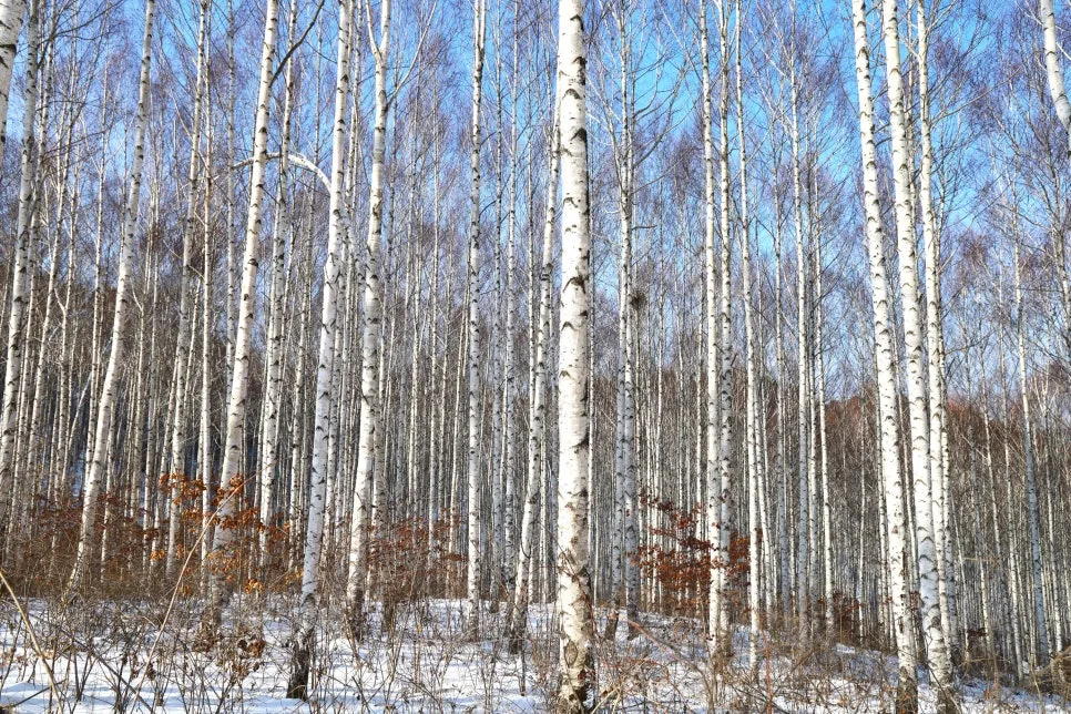 12%EC%9B%9426%EC%9D%BC_(66).JPG?type=w966