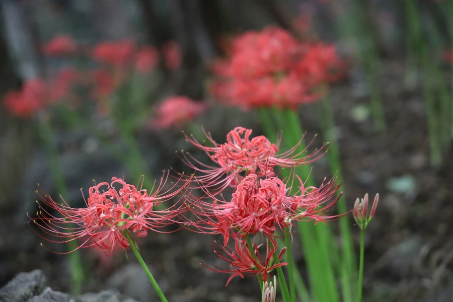 SE-b125b9be-dddc-47c5-ac23-e99c5d82cf44.jpg?type=w1