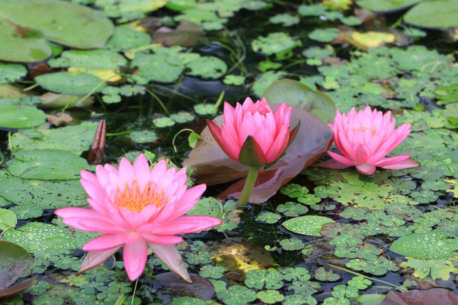 SE-c2f94fdb-fd78-4cbf-b104-db07fd96c58c.jpg?type=w1