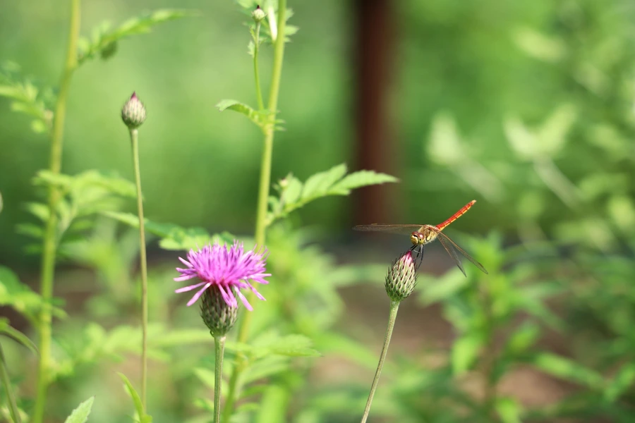 SE-13ec1ca4-86b1-4903-947b-ed53d55aee99.jpg?type=w1