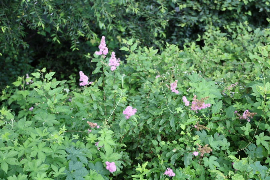 SE-81969a25-85b3-4a83-b963-3cbf076efea0.jpg?type=w1