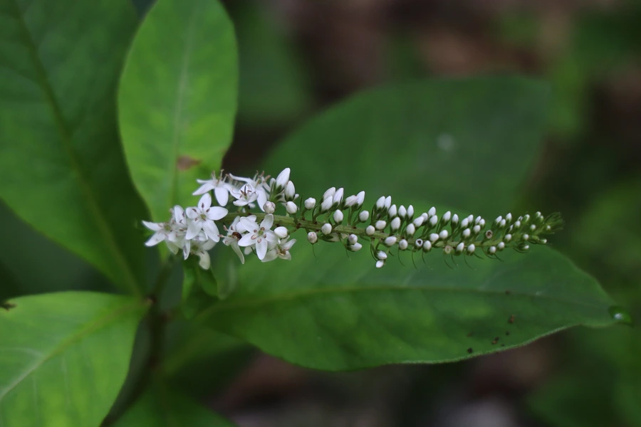 SE-3981da55-9568-4155-80c4-0e99fa2fae82.jpg?type=w1