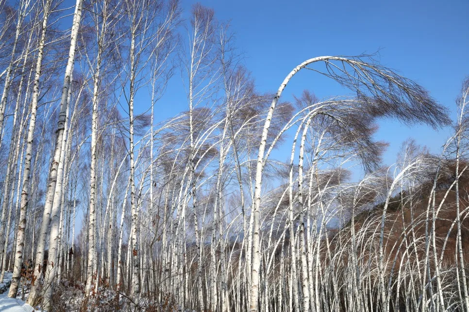 12%EC%9B%9426%EC%9D%BC_(104).JPG?type=w966