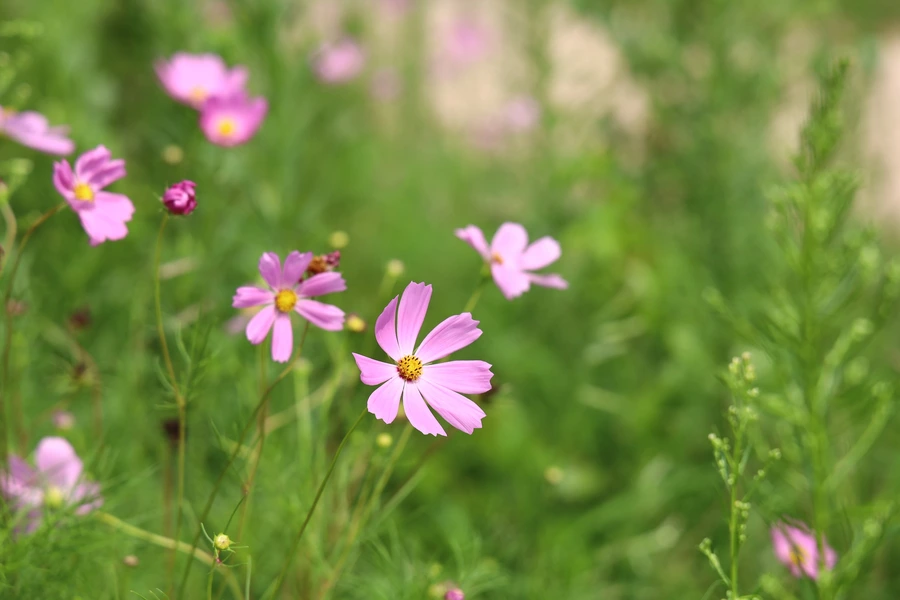 SE-8721bb19-666c-4a0f-8f01-659da54f332c.jpg?type=w1