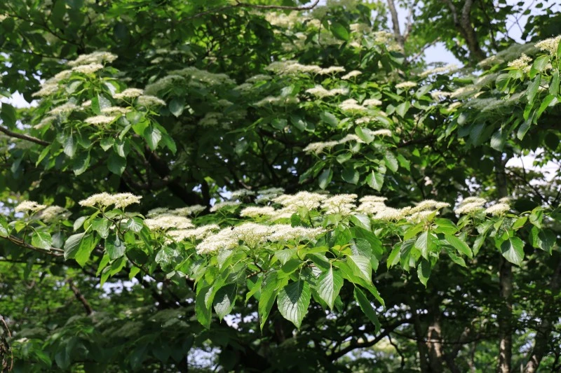 6%EC%9B%9414%EC%9D%BC%EF%BC%BF%EF%BC%88269%EF%BC%89.JPG?type=w1