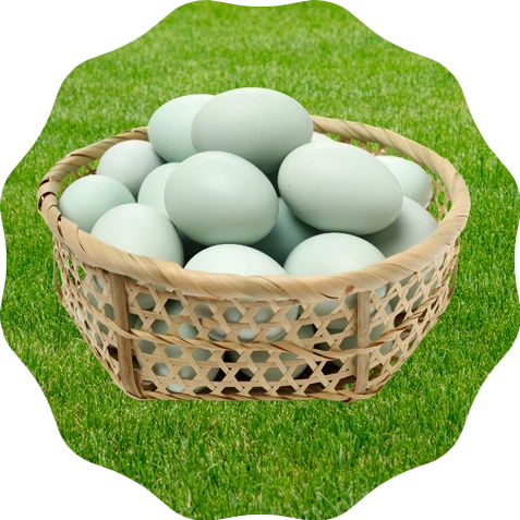 SE-f482335e-a196-4fcc-8c2c-e573454ce96b.png?type=w1