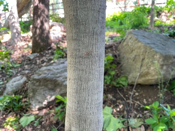 %EA%B0%80%EC%8B%9C%EB%82%98%EB%AC%B4.jpg?type=w580