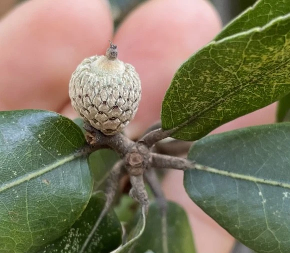 %EC%A1%B8%EA%B0%80%EC%8B%9C%EB%82%98%EB%AC%B4_(2).jpg?type=w580