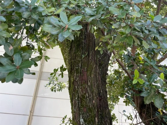 %EC%A1%B8%EA%B0%80%EC%8B%9C%EB%82%98%EB%AC%B4.jpg?type=w580