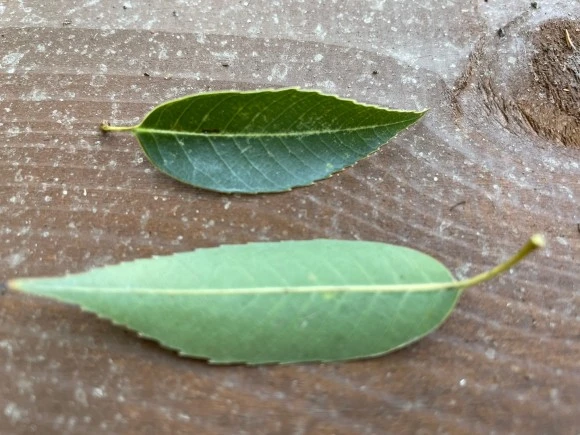 %EA%B0%80%EC%8B%9C%EB%82%98%EB%AC%B43.jpg?type=w580