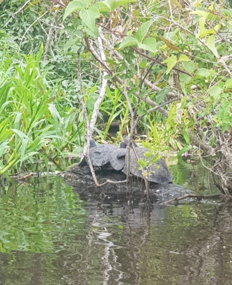 1547381230064.jpg?type=w773