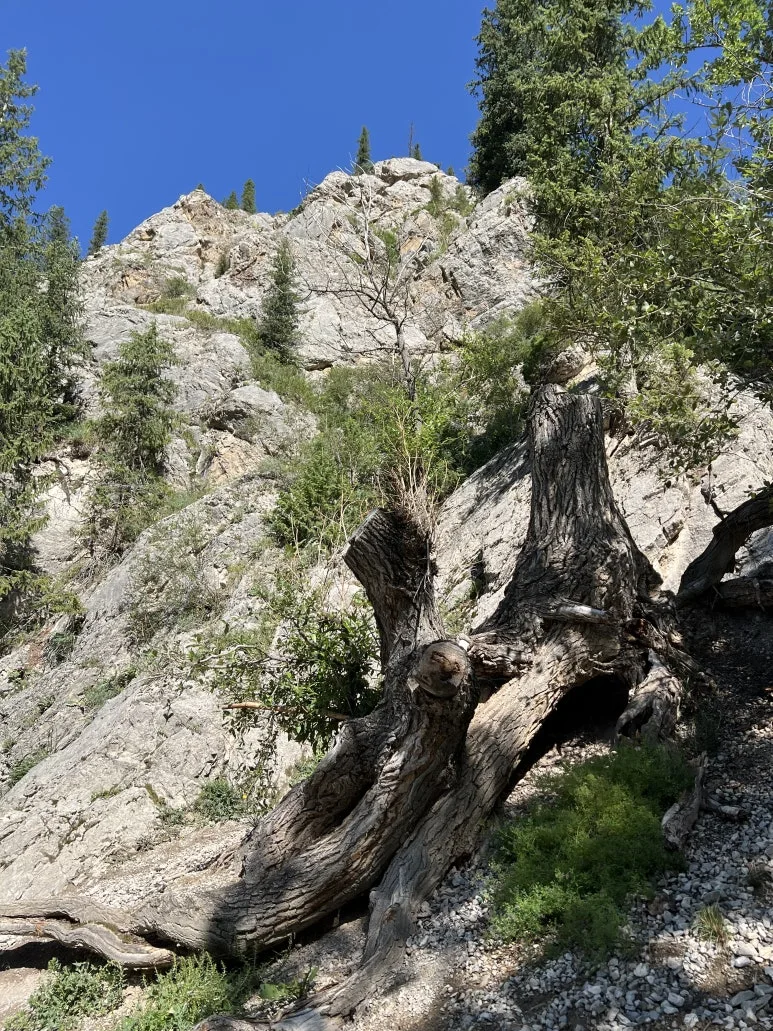 IMG_8538.jpg?type=w773