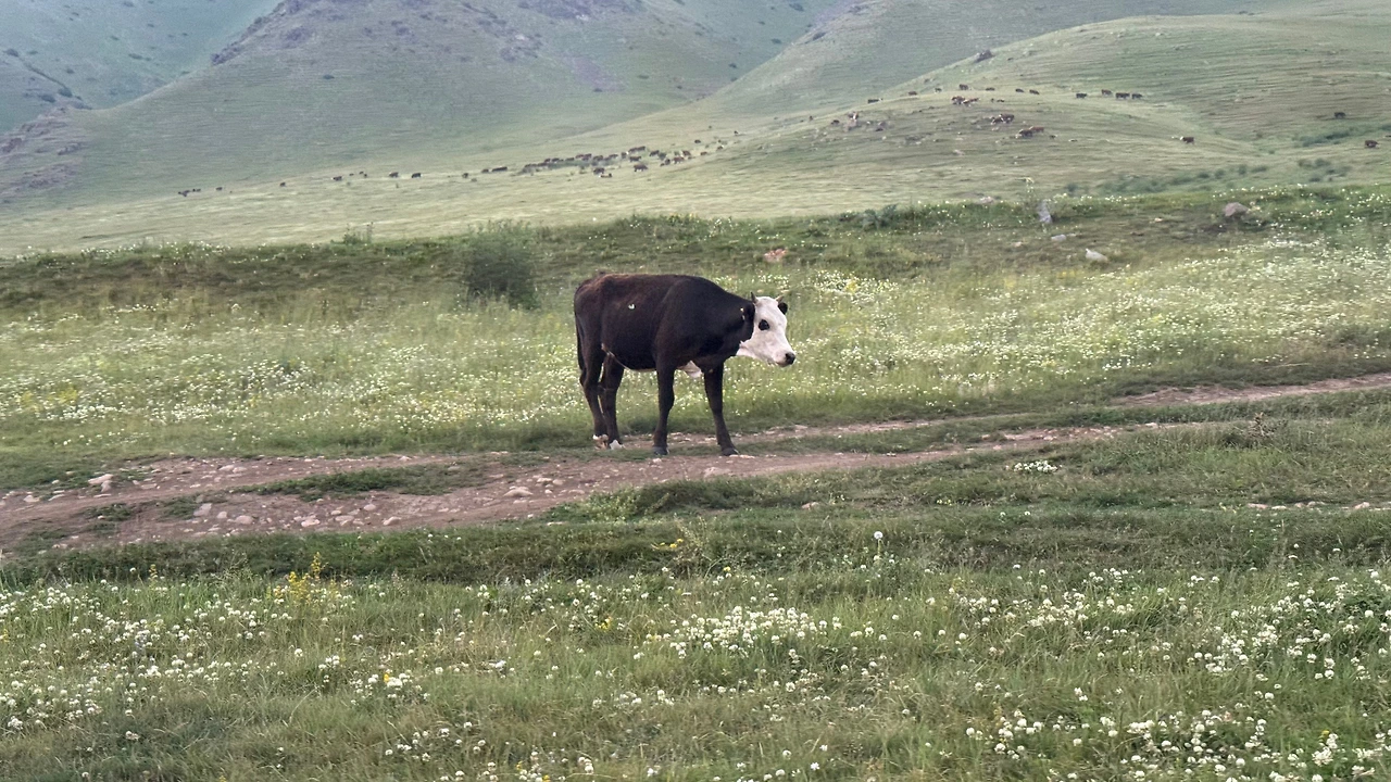 FullSizeRender 12.jpeg