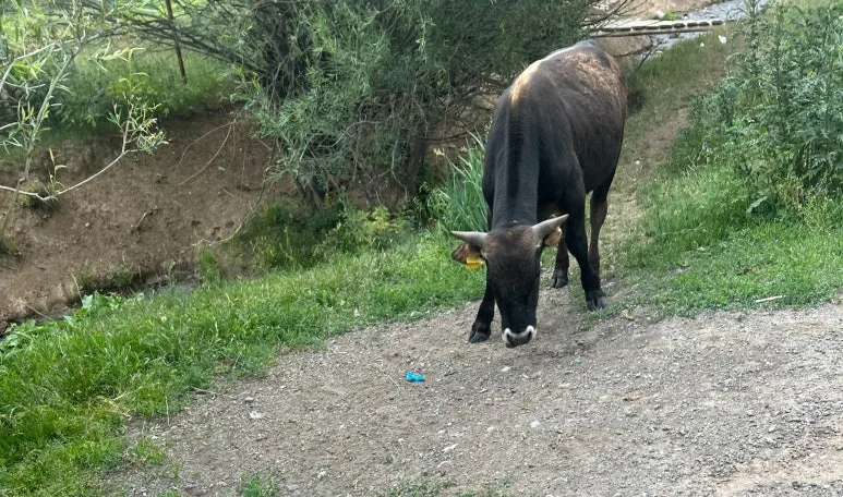 SE-272b611f-a3cb-408e-9e37-0eeac3b2283e.jpg?type=w773